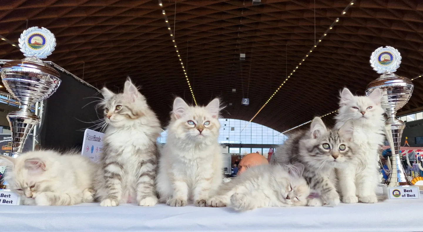 Sibirische Kitten und Neva Masquerade Kitten - Gewinner der Katzenausstellung Animal in Stuttgart sitzen ganz entspannt auf dem Ausstellungshabitat
