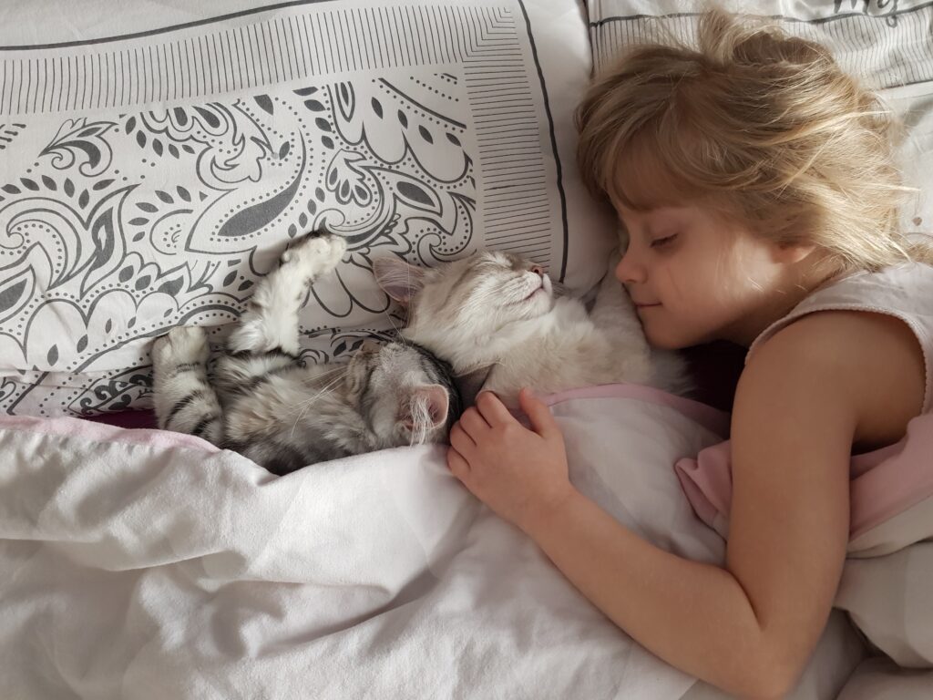 Sibirische Katze und Neva Masquerade Katze schlafen gemeinsam mit Kind im Bett