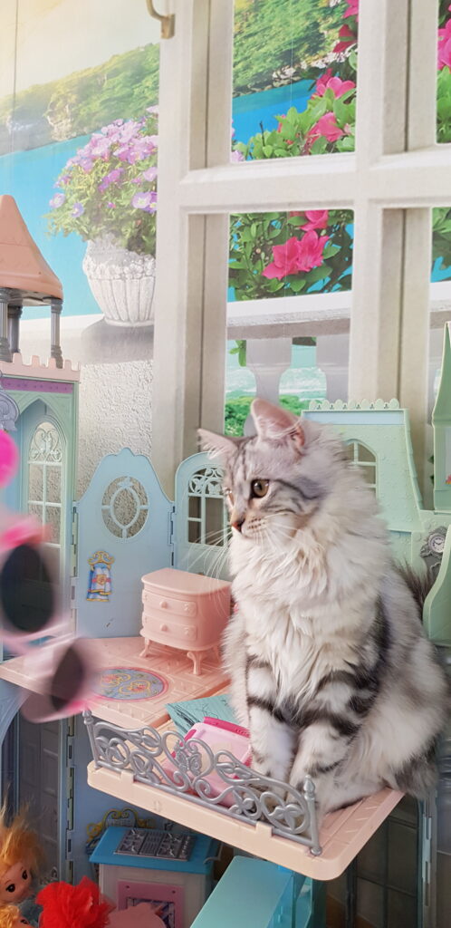 Sibirische Katze sitzt in einem Puppenhaus