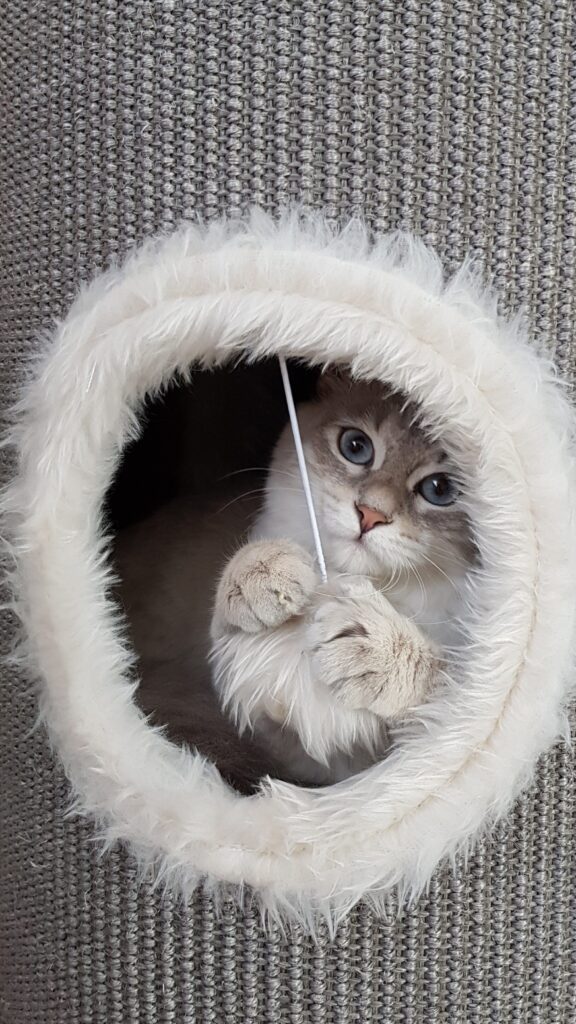 Neva Masquerade Katze hält in den Pfoten den hängenden Pompon in einem Katzenturm