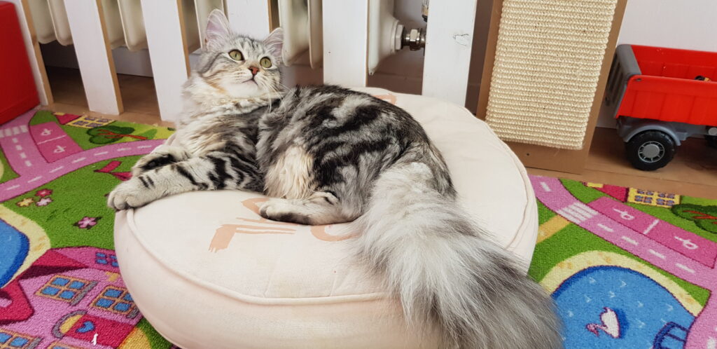 Sibirische Katze in Farbe black-silver-tabby classic