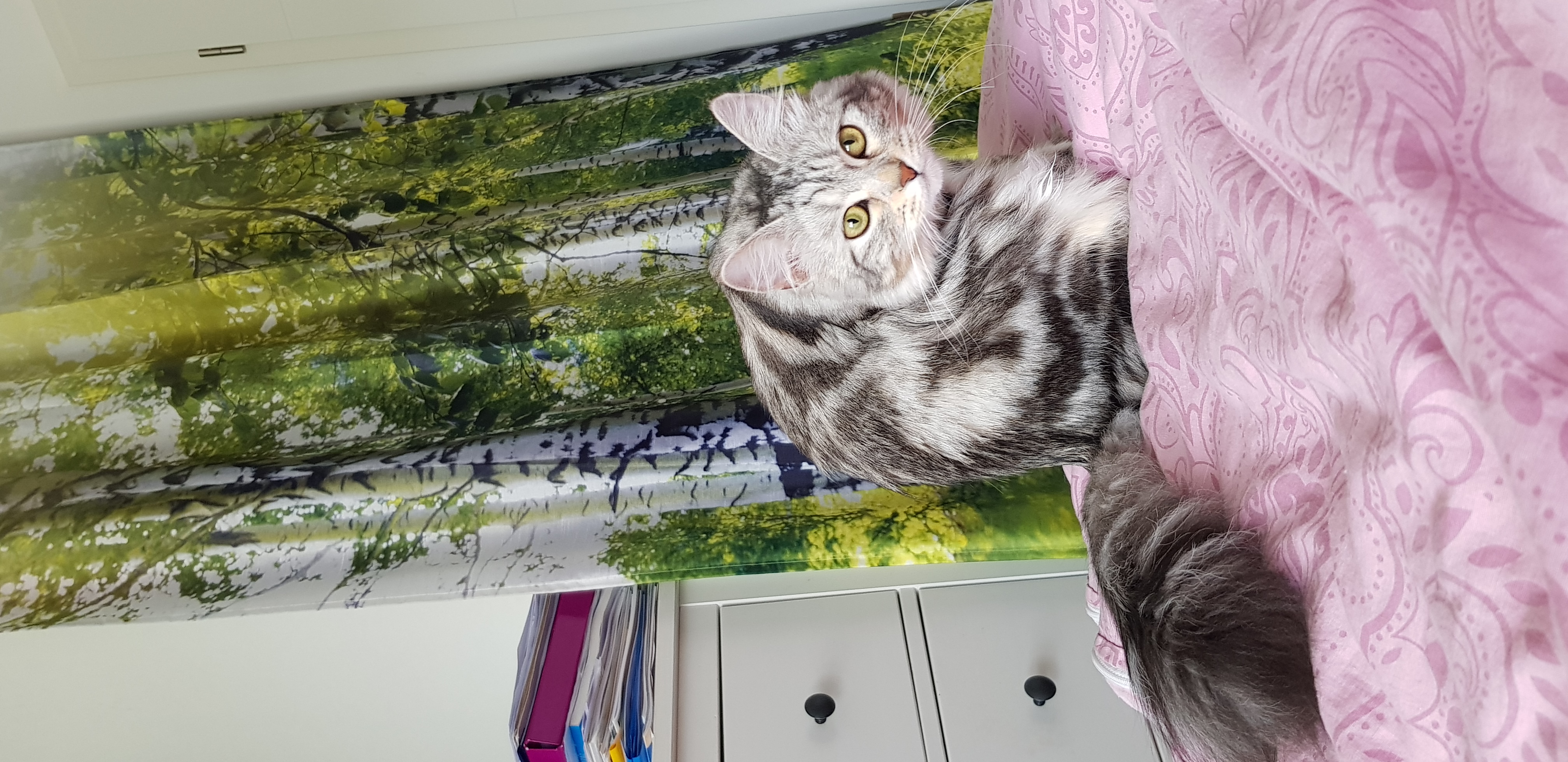 Eine Sibirische katze in Farbe black-silver-tabby classic mit grünen Augen schaut ganz aufmerksam in die Kamera