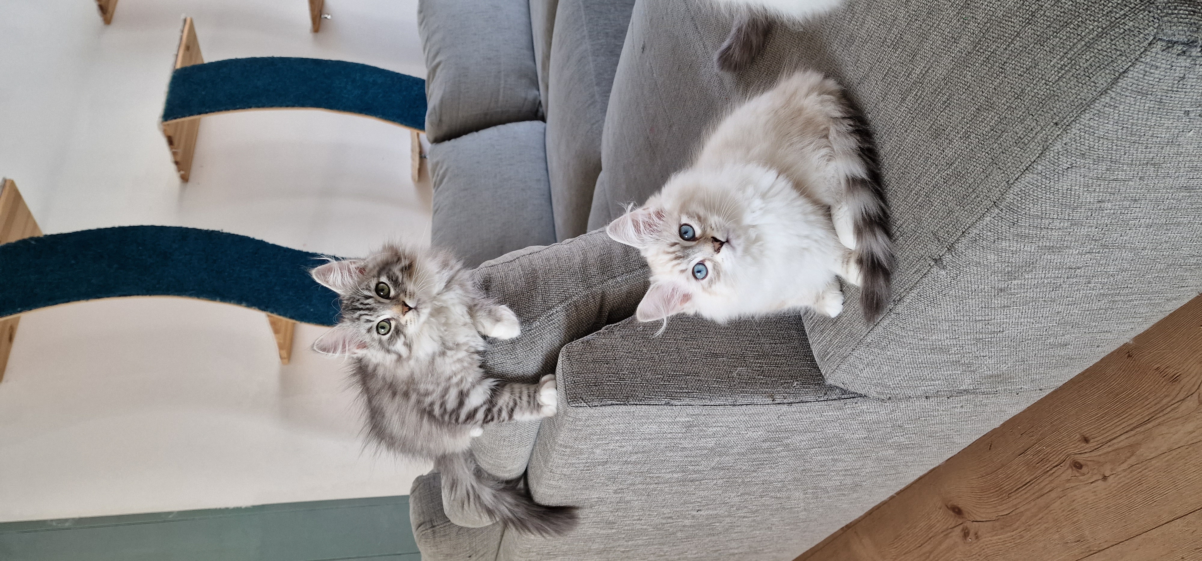 Neva Masquerade und Sibirische Kitten auf dem Sofa