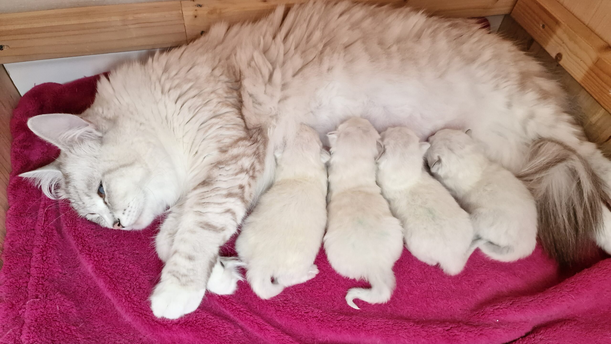 Mutterkatze mit 4 Katzenbabys