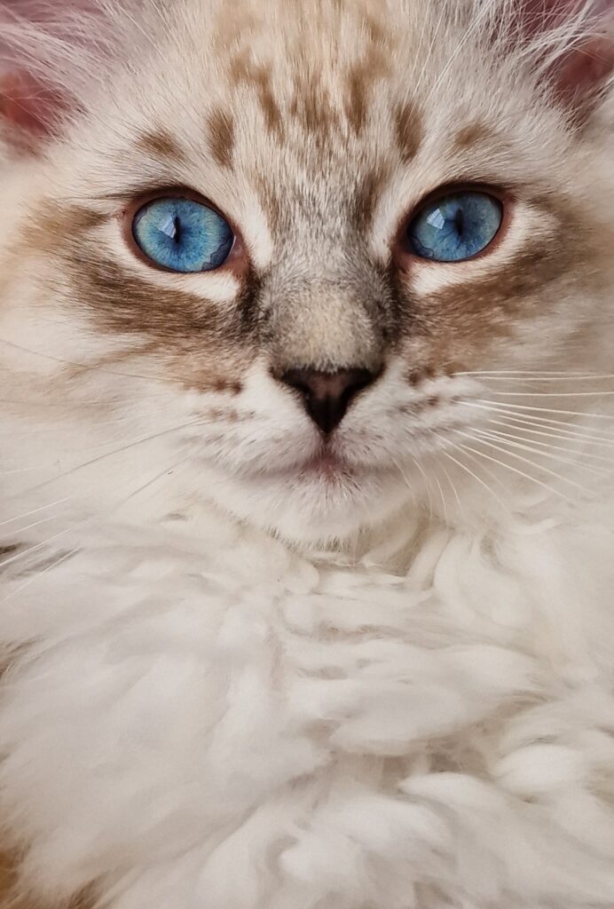 Neva Masquerade Kitten mit blauen Augen