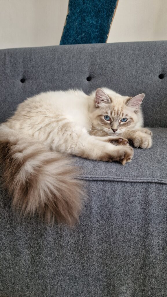 Neva Masquerade Kitten in der Farbe blue-tabby-point
