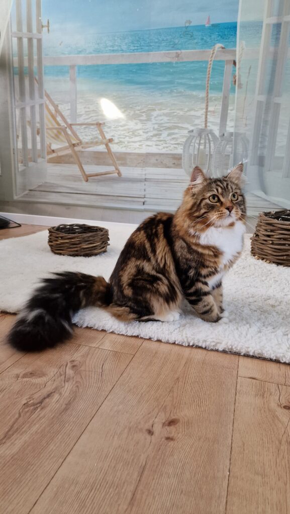 Sibirischer Kater in der Farbe black-tabby-classic