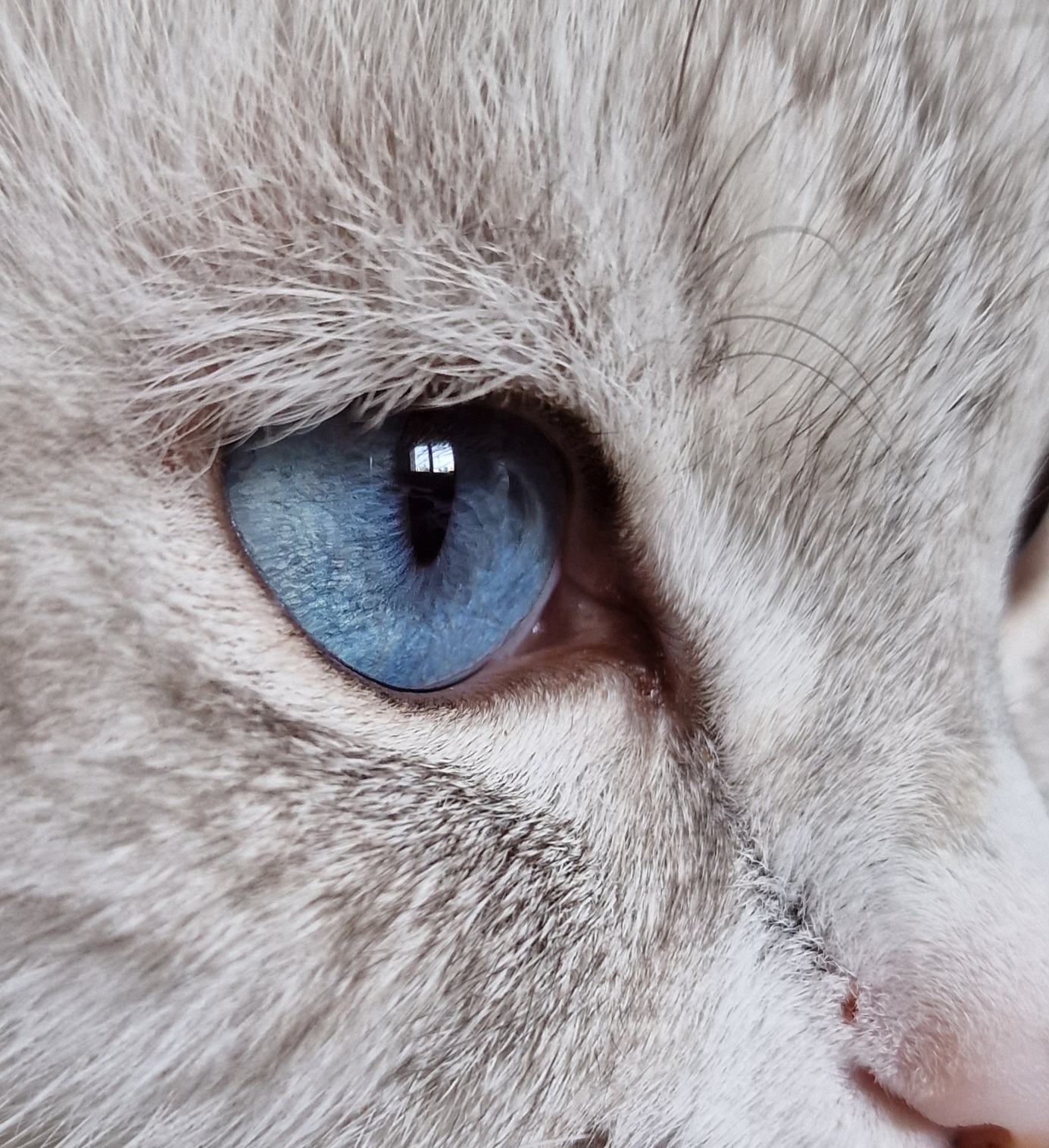 die blauen Augen der Neva Masquerade Katze ähneln sich der Farbe des Himmels