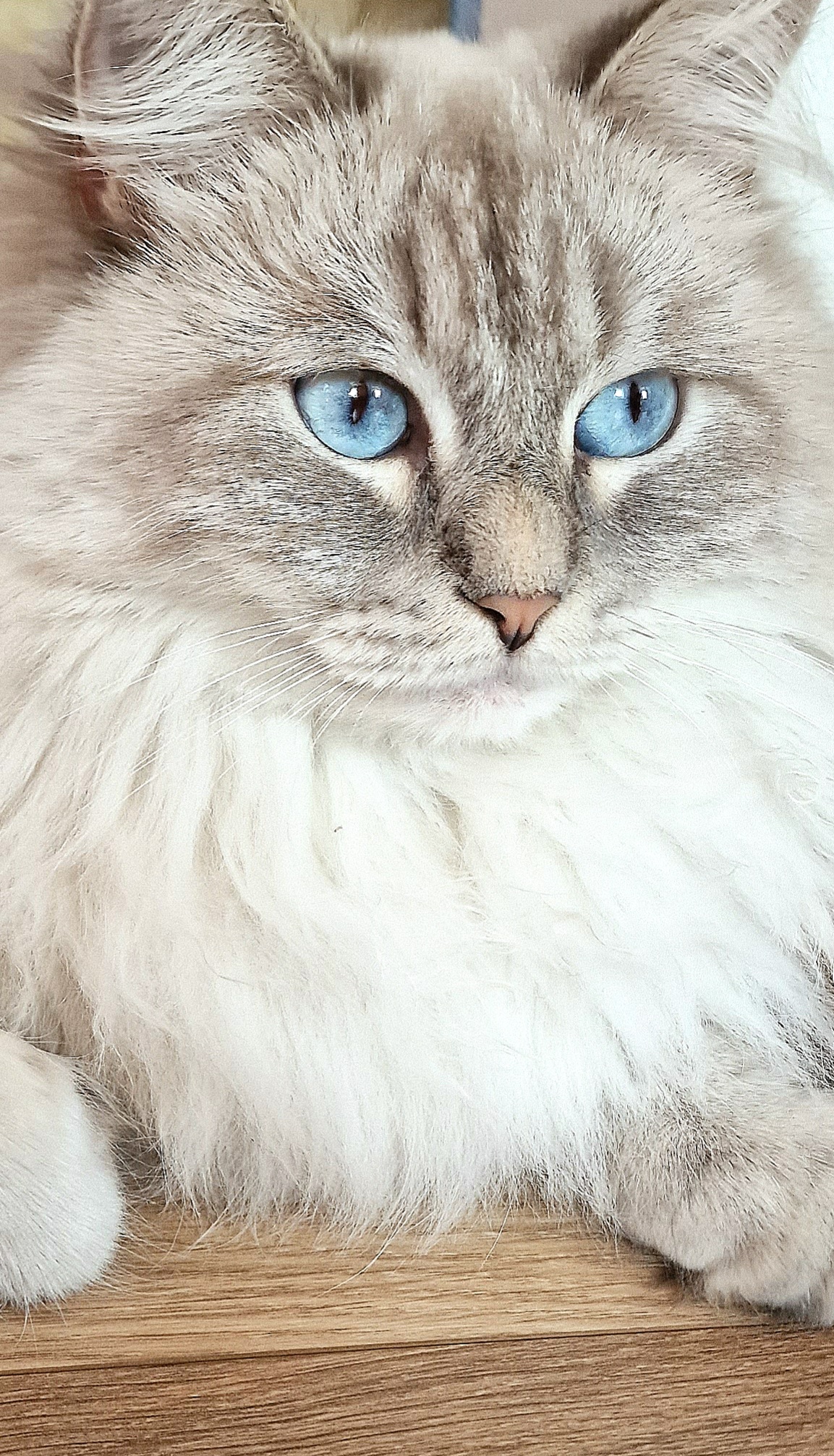 Neva Masquerade Katze in der Farbe blue-tabby-point mit himmelblauen Augen