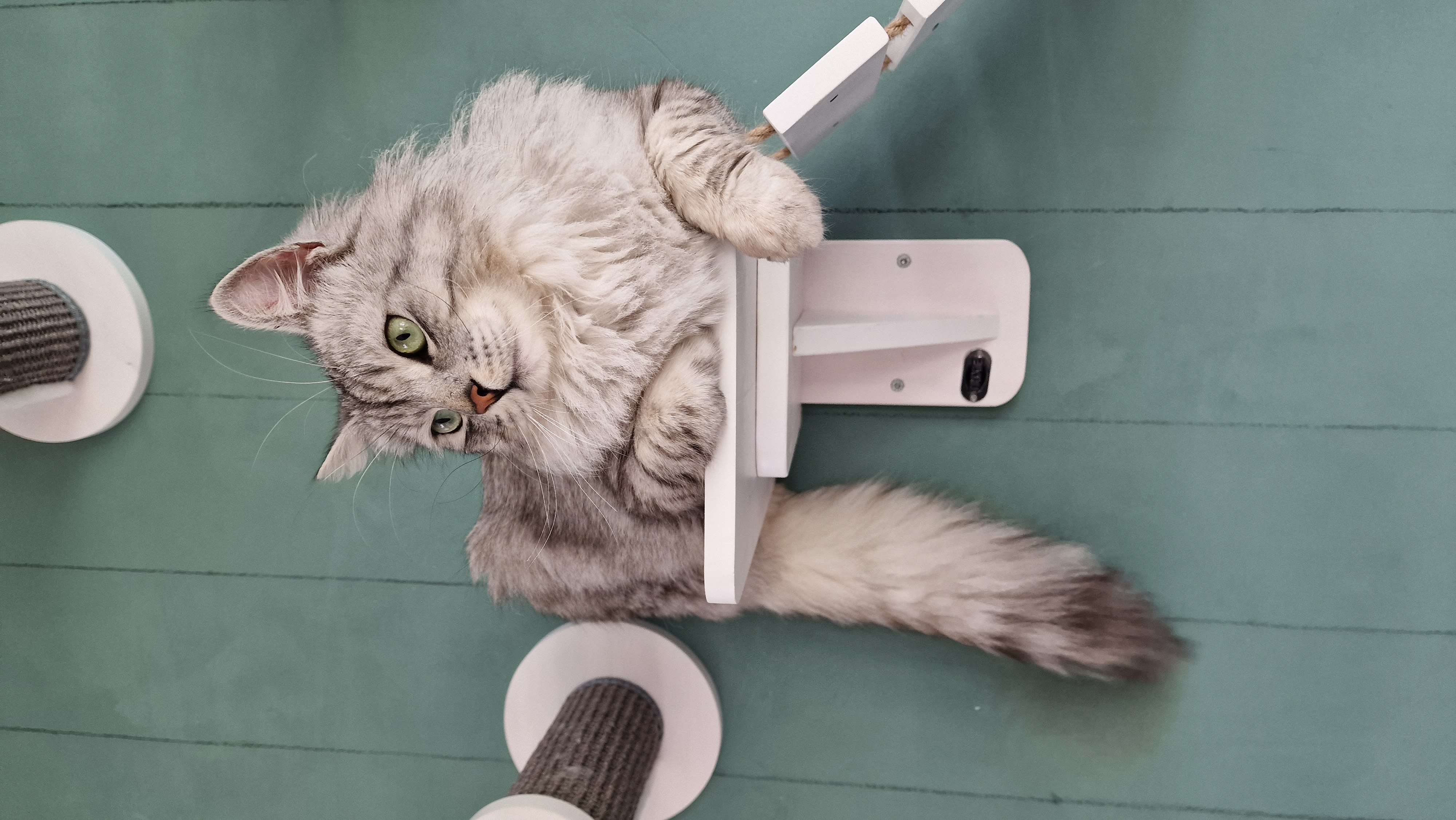 Sibirischer Kater in der Farbe silver-tabby-mackerel sitzt auf einer Kletterwand für Katzen