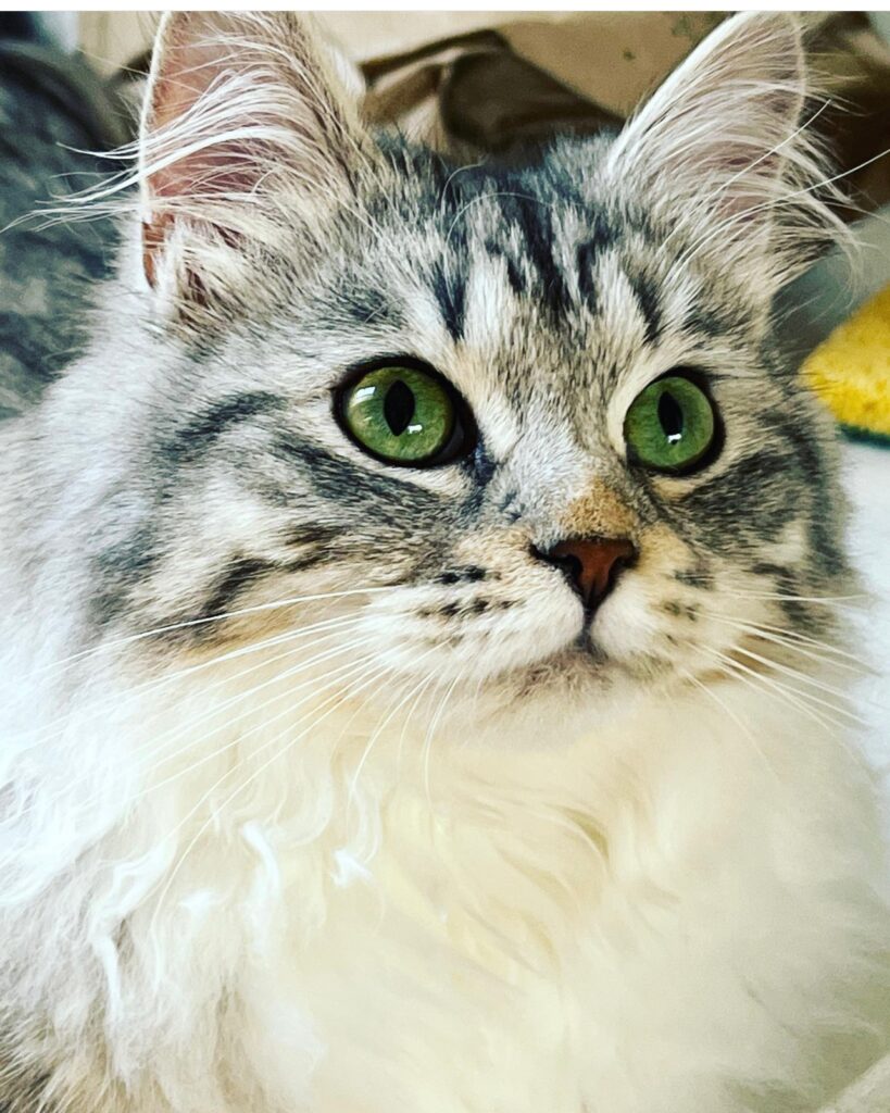 Sibirische Katze mit smaragd-grünen Augen