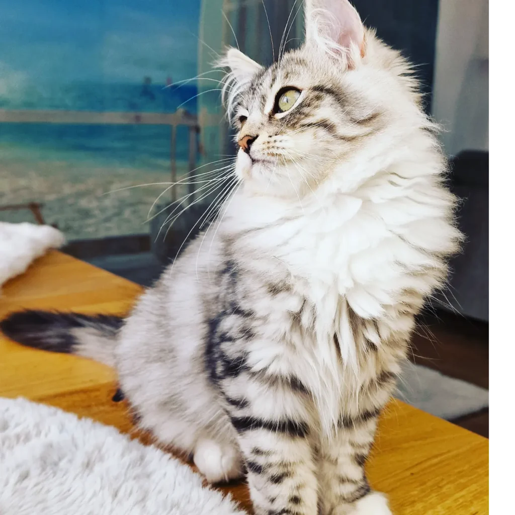 Sibirisches Kitten in der Farbe black-silver-tabby classic with white