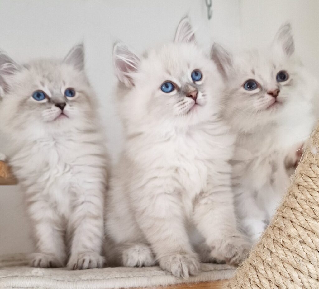 drei Neva Masquerade Kitten mit himmelblauen Augen schauen ganz interessiert auf ihre Menschen