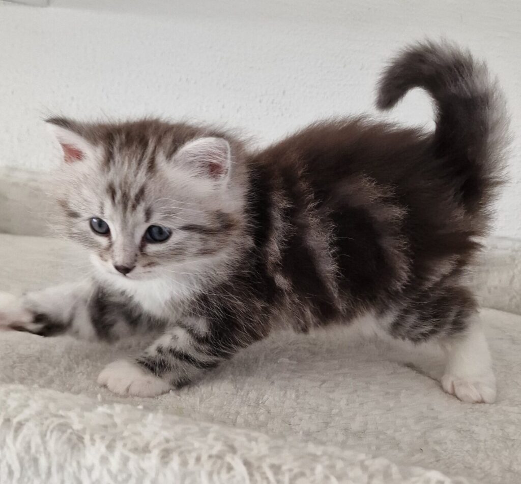 Verspieltes Sibirisches Katzenbaby im Alter von 5 Wochen aus unserer Katzenzucht Siberian Jewellers in Villingen-Schwenningen, Baden-Württemberg