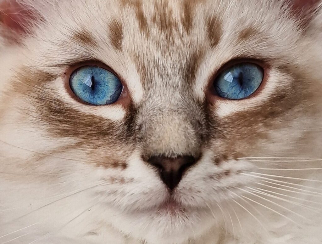 Neva Masquerade Kitten mit saphir-blauen Augen