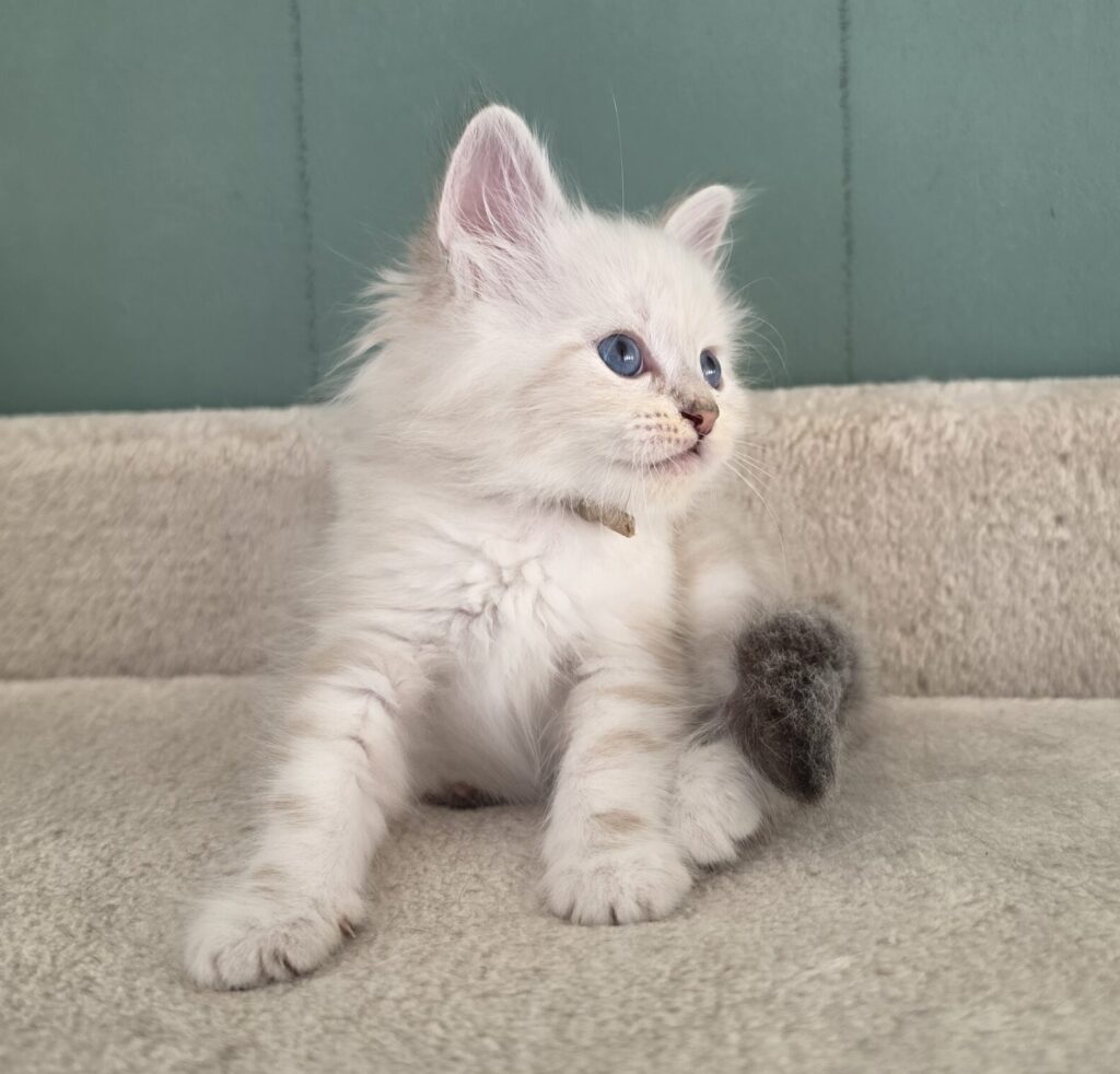Neva Masquerade Kitten in blue-silver-tabby point