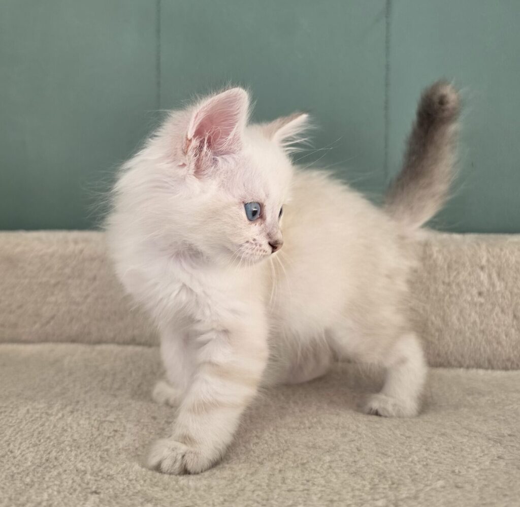 Neva Masquerade Katzenbaby in blue-silver-tabby point