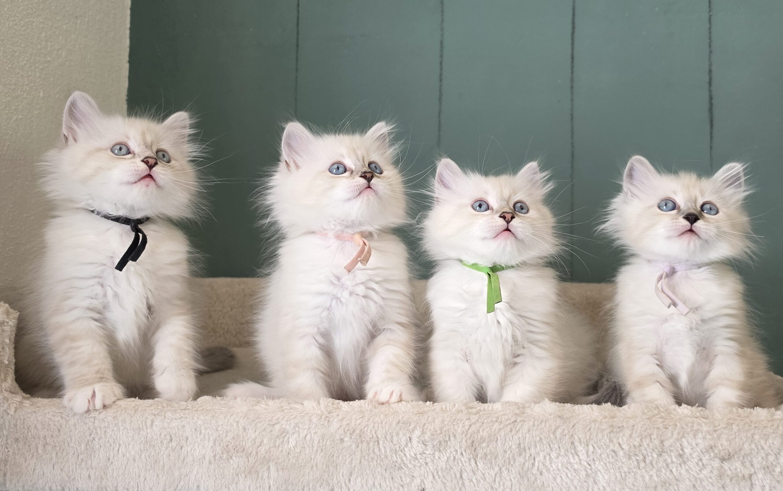 Vier flauschige Neva Masquerade Kitten mit blauen Augen auf einem Kratzbaum