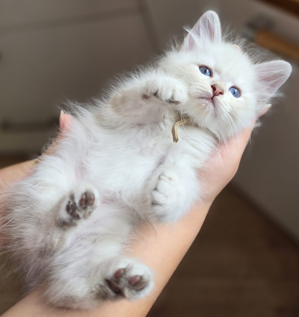 Babykatze Neva Masquerade fühlt sich wohl in den Händen von ihren Menschen