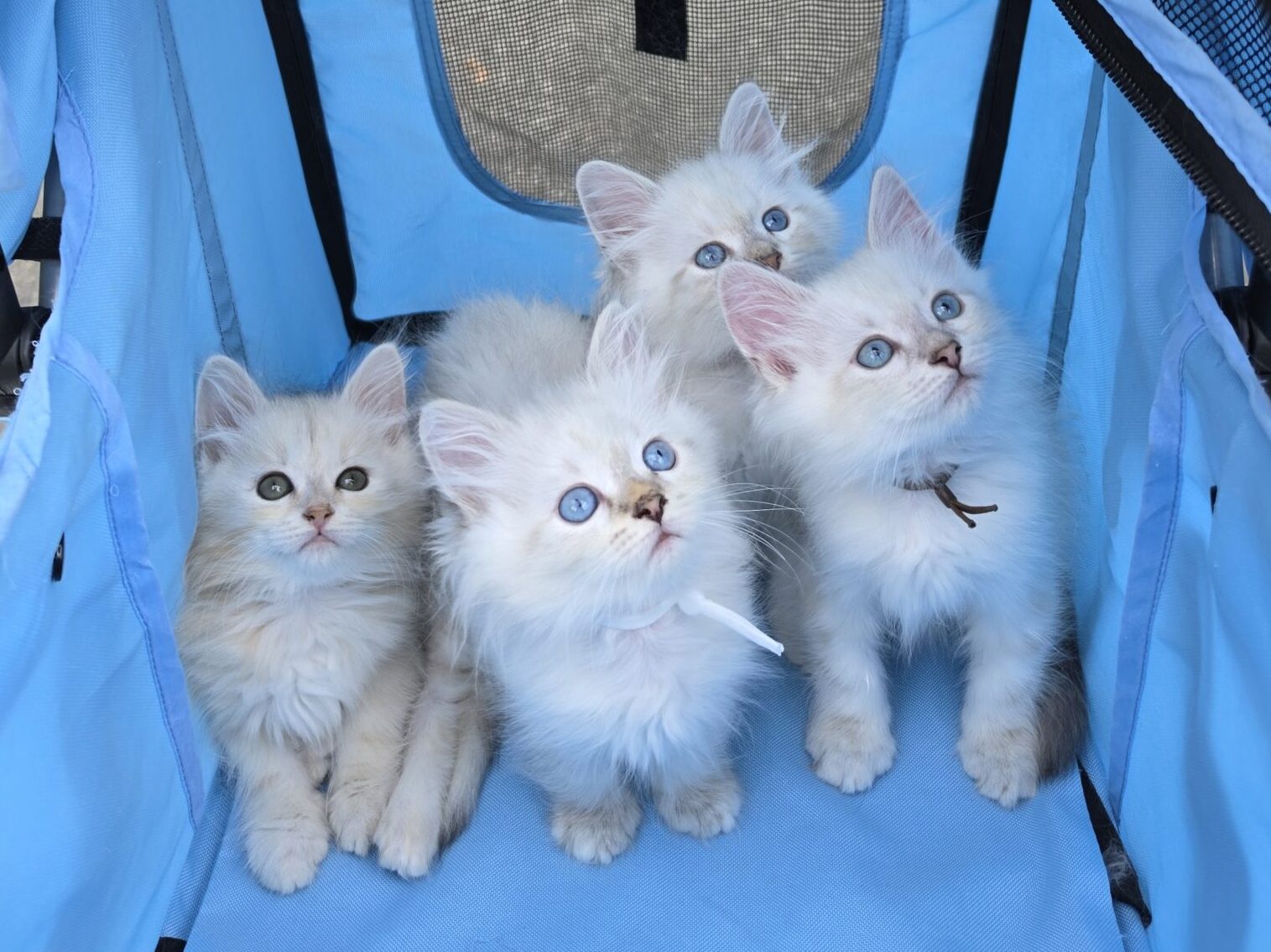 Drei flauschige Neva Masquerade Kitten und ein sibirisches Kitten in einem Katzenwagen