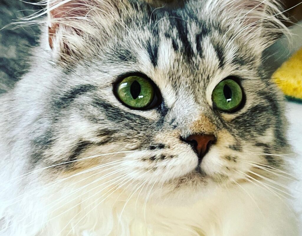 Sibirische Katze mit smaragd-grünen Augen